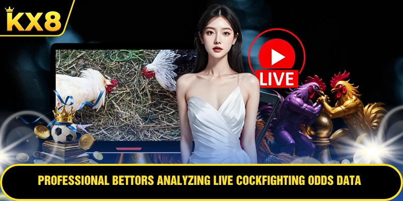 Professional bettors analyzing live cockfighting odds data